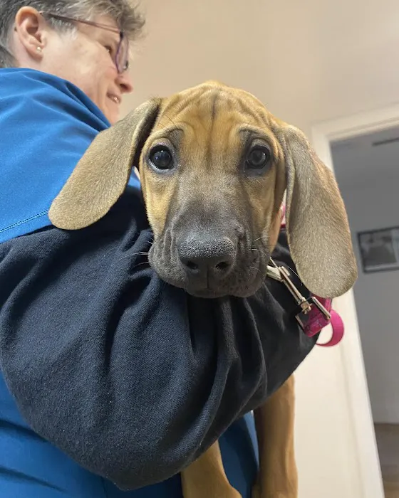 Neighborhood Veterinary Clinic Picture 9