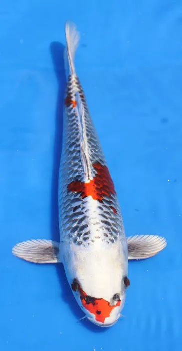 Hakuna Matata Koi Picture 2