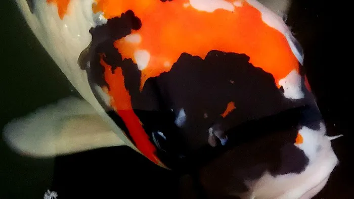 Hakuna Matata Koi Picture 1