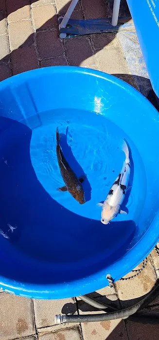 Hakuna Matata Koi Picture 9