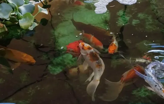 Hakuna Matata Koi Picture 10