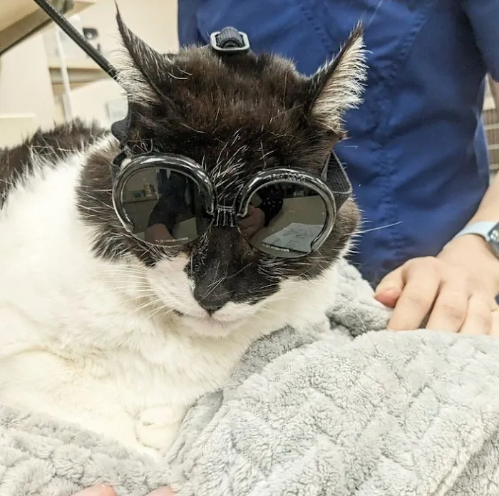 Dr. Marnie Duplissis, DVM CVCP Picture 1