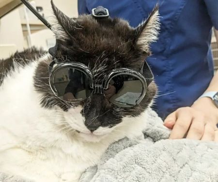 Dr. Marnie Duplissis, DVM CVCP