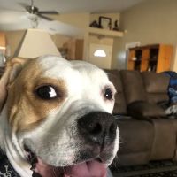 McClintock Animal Care Center ico