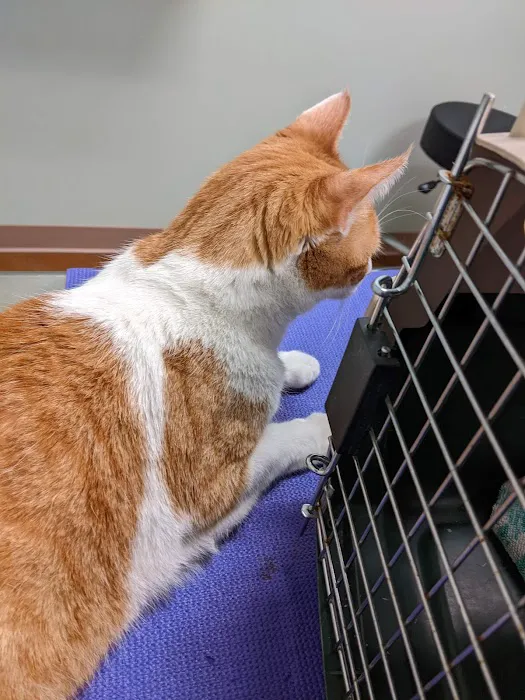 Cobblestone Veterinary Care Picture 7