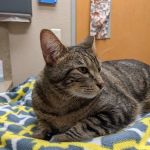 Lovet Pet Health Care - Dobson Ranch