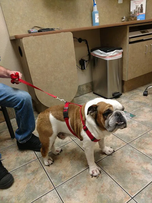 Lovet Pet Health Care - Dobson Ranch Picture 9