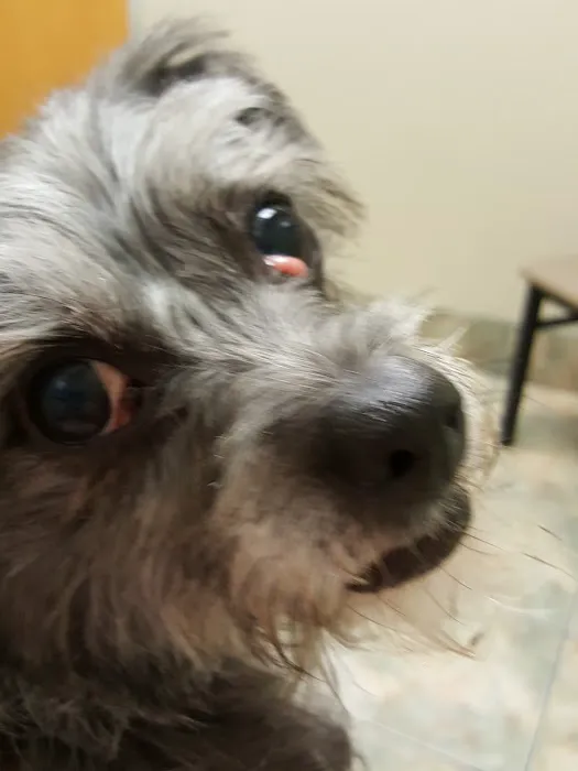 Lovet Pet Health Care - Dobson Ranch Picture 4