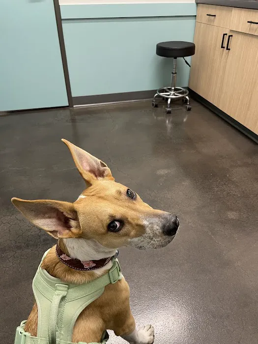 Sonoran Sky Pet Hospital Picture 3