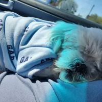 Pride Animal Hospital ico