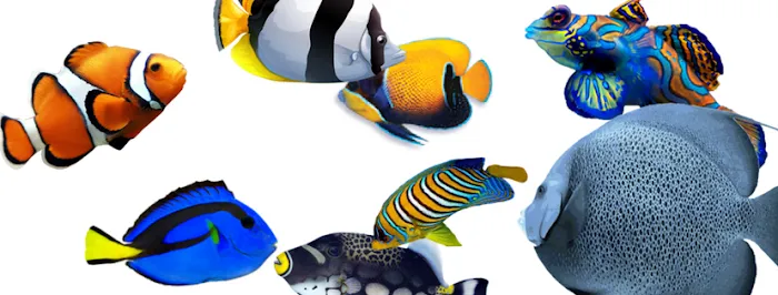 Aquarium Arts Picture 6