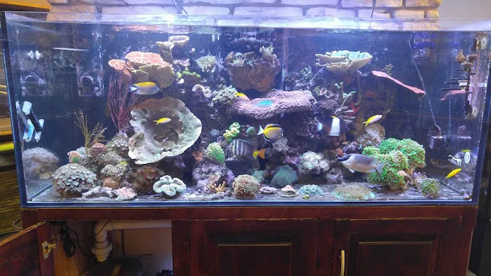 Aquarium Arts Picture 2