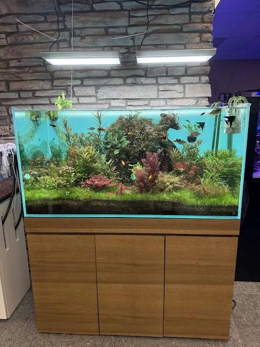Aquarium Arts Picture 9