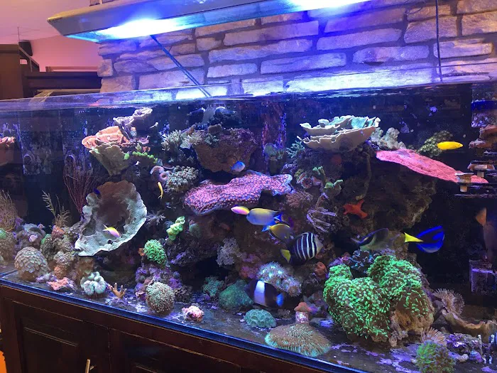 Aquarium Arts Picture 4