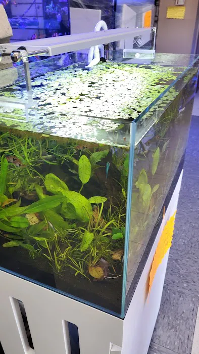 Aquarium Arts Picture 7