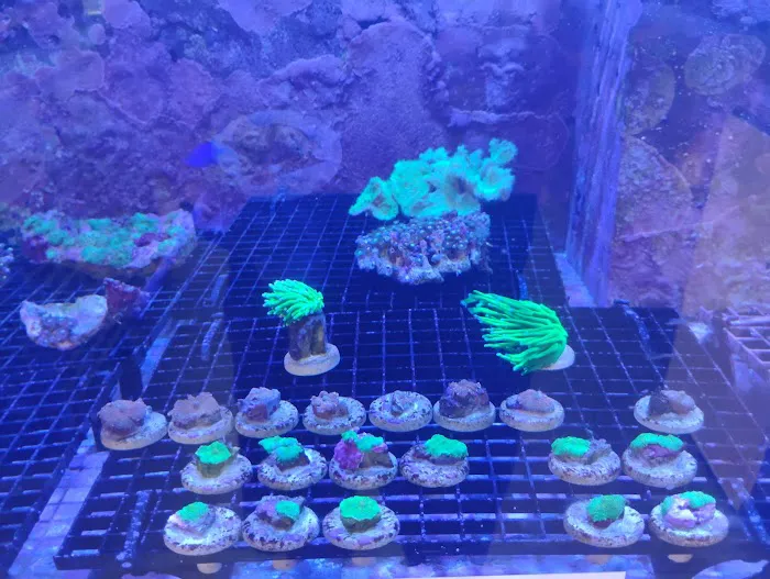 Aquarium Arts Picture 10