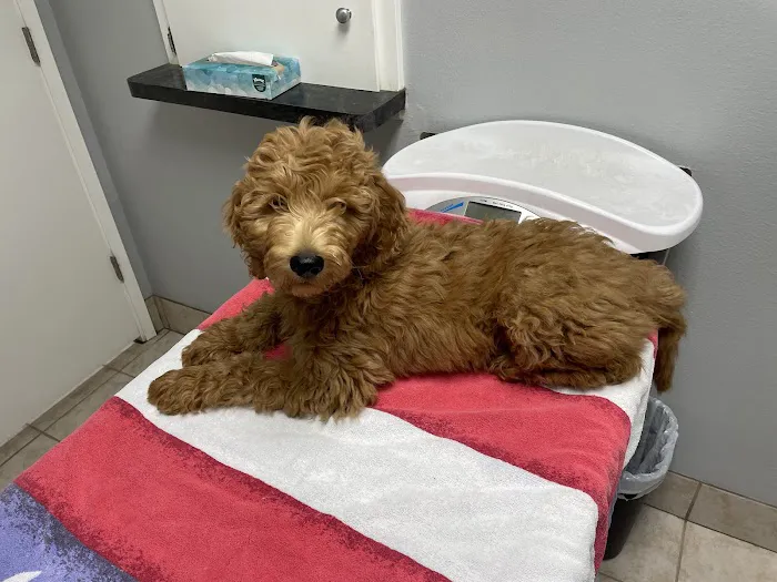 Alma School Animal Hospital Picture 2