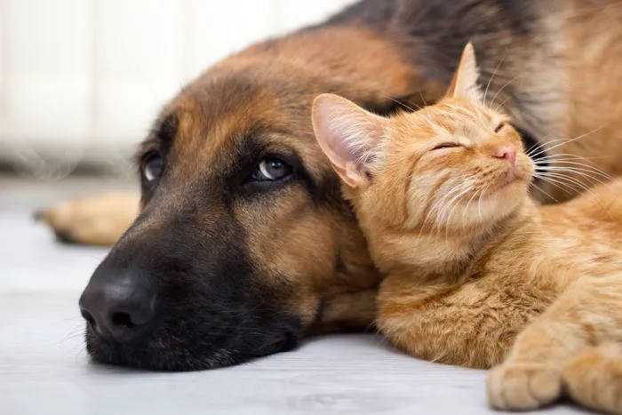 Alma School Animal Hospital Picture 1
