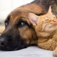 Alma School Animal Hospital ico
