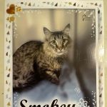 Arizona Veterinary Dental Specialists - Scottsdale