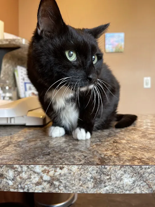 Scottsdale Cat Clinic Picture 3