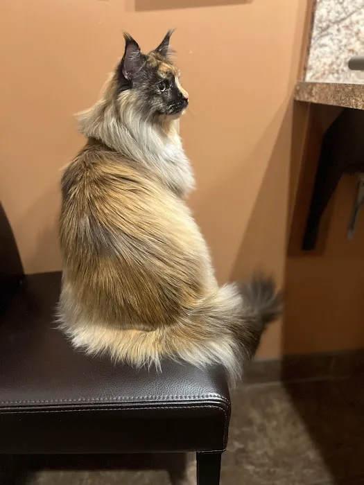 Scottsdale Cat Clinic Picture 8