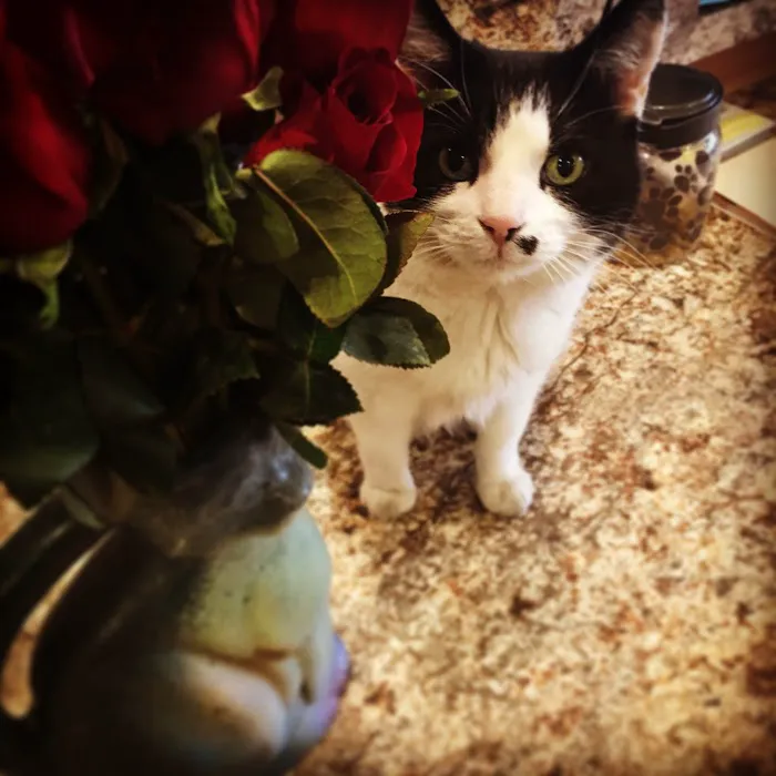 Scottsdale Cat Clinic Picture 7