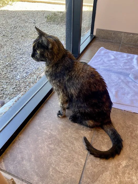 Scottsdale Cat Clinic Picture 10