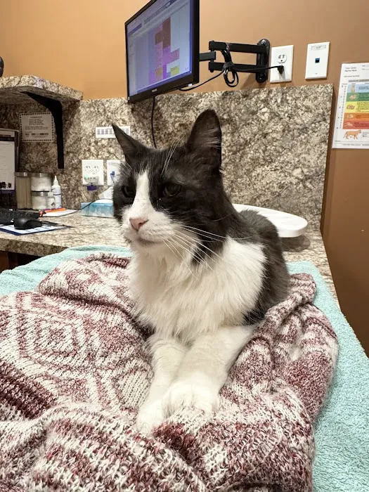 Scottsdale Cat Clinic Picture 9