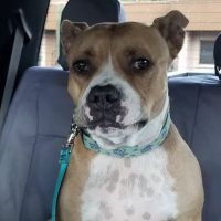 Saguaro Veterinary Clinic ico