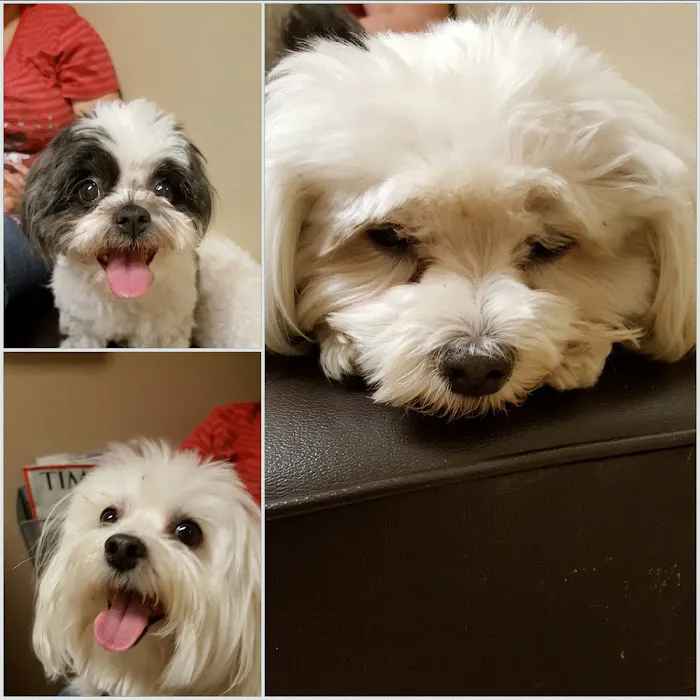 VCA Mesa Animal Hospital Picture 8