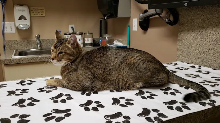 VCA Mesa Animal Hospital Picture 3