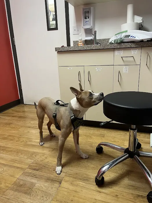 VCA Mesa Animal Hospital Picture 6