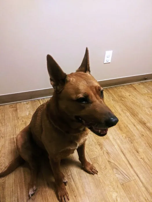 VCA Mesa Animal Hospital Picture 2