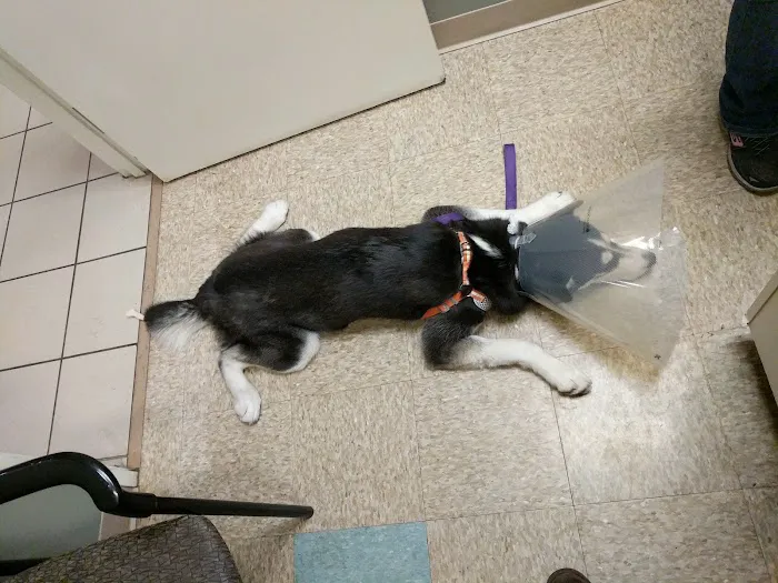 VCA Animal Referral and Emergency Center of Arizona Picture 5