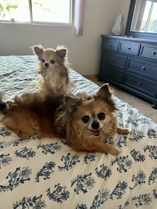 VCA Animal Referral and Emergency Center of Arizona Picture 2