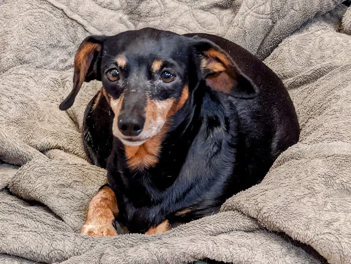 VCA Animal Referral and Emergency Center of Arizona Picture 1