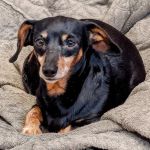 VCA Animal Referral and Emergency Center of Arizona