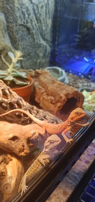 Supreme Exotics LLC - Coral's & Exotic Animal's Reptiles Picture 4