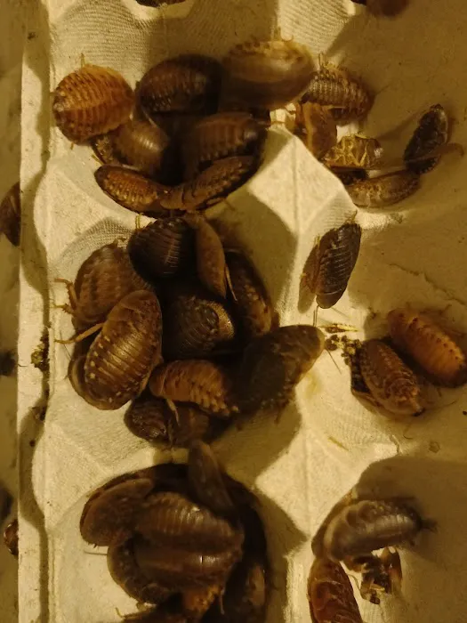 Supreme Exotics LLC - Coral's & Exotic Animal's Reptiles Picture 6
