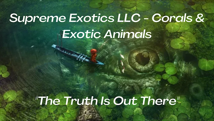 Supreme Exotics LLC - Coral's & Exotic Animal's Reptiles Picture 2