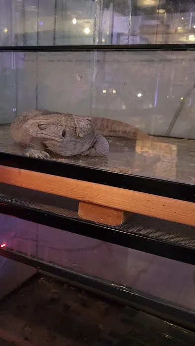 Supreme Exotics LLC - Coral's & Exotic Animal's Reptiles Picture 8