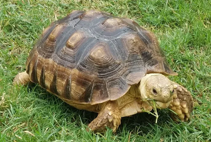 Arizona Exotic Animal Hospital (Mesa) Picture 4