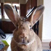 Arizona Exotic Animal Hospital (Mesa) ico