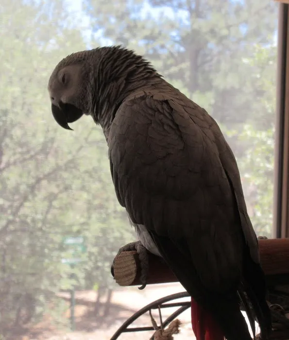Arizona Exotic Animal Hospital (Mesa) Picture 10
