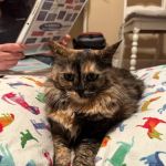 Soul Puppy Holistic Healing