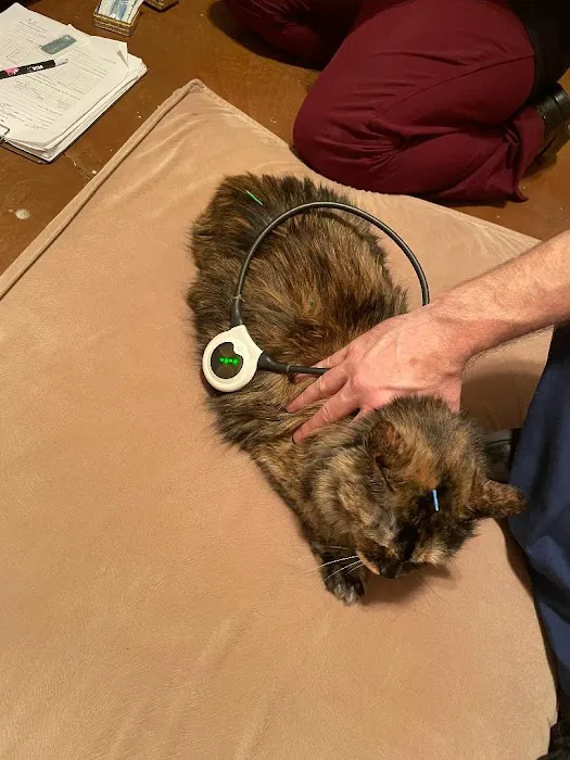 Soul Puppy Holistic Healing Picture 10