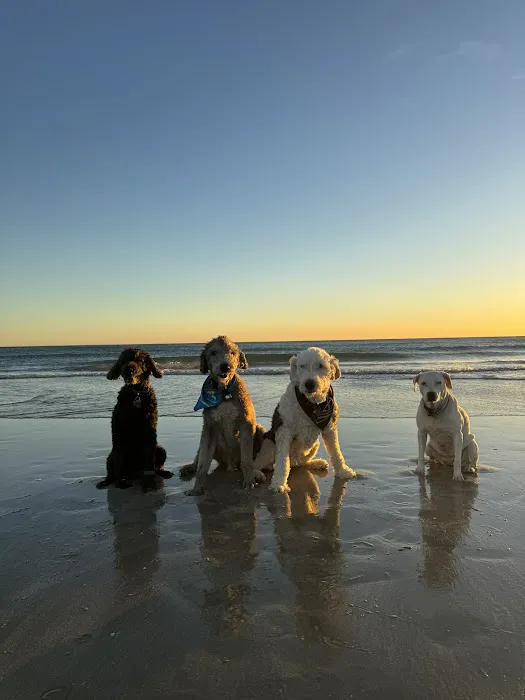 Soul Puppy Holistic Healing Picture 5