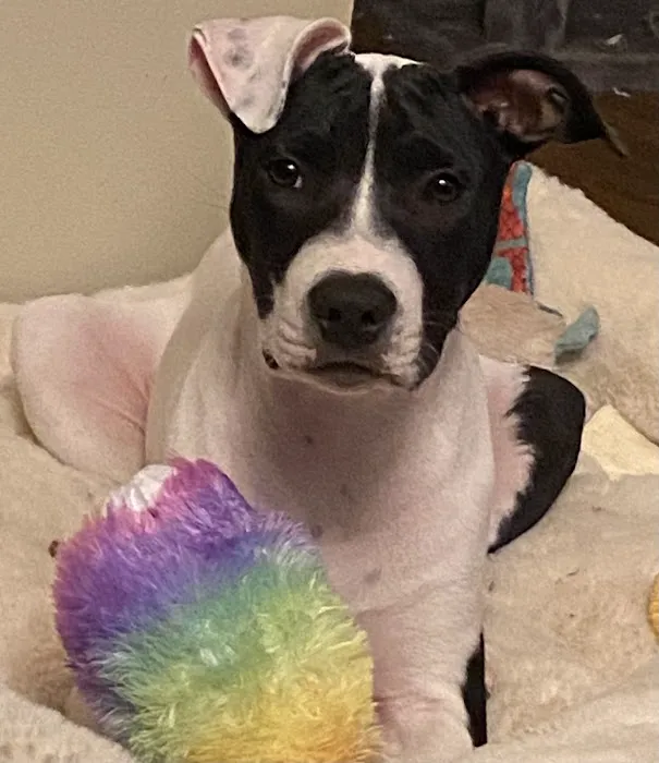 Best Friends Animal Hospital Picture 8