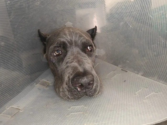 AZ Vet Direct Pomeroy Picture 7